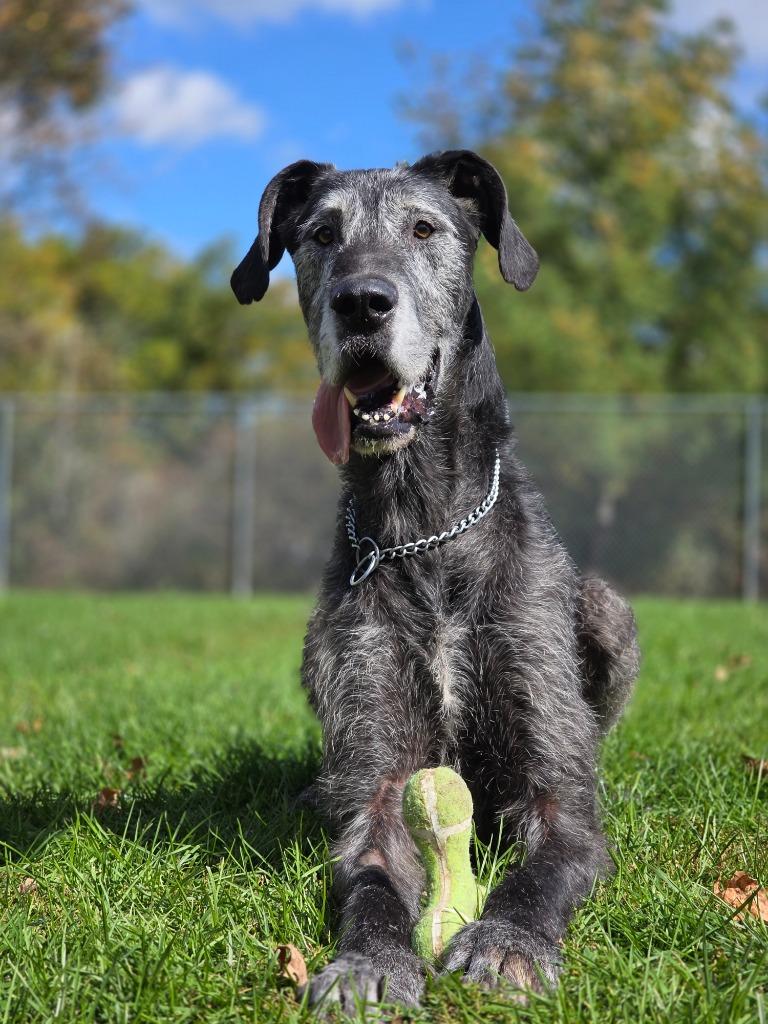 Enlarge Onyx, a Adoptable Irish Wolfhound in Sprakers, NY image 3/3