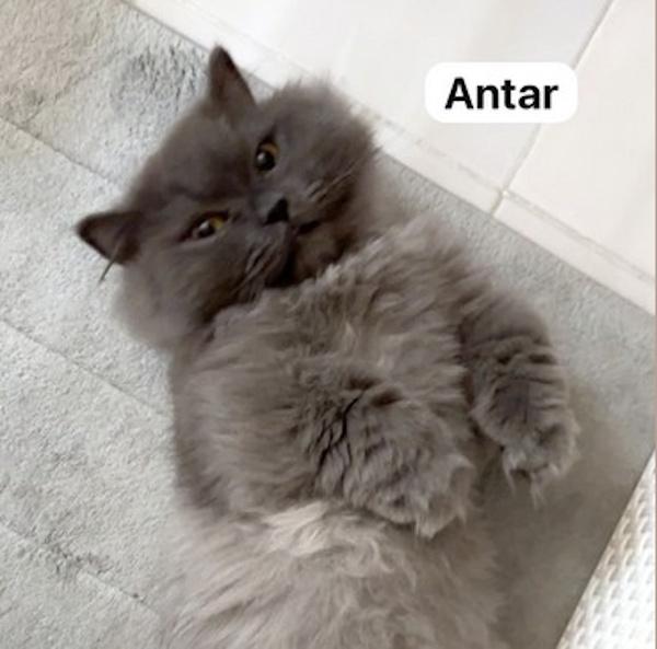 ANTAR