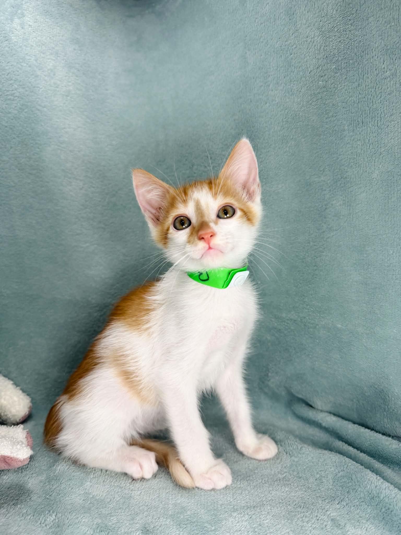 Bruce, ADOPTABLE, Kitten Male Turkish Van.