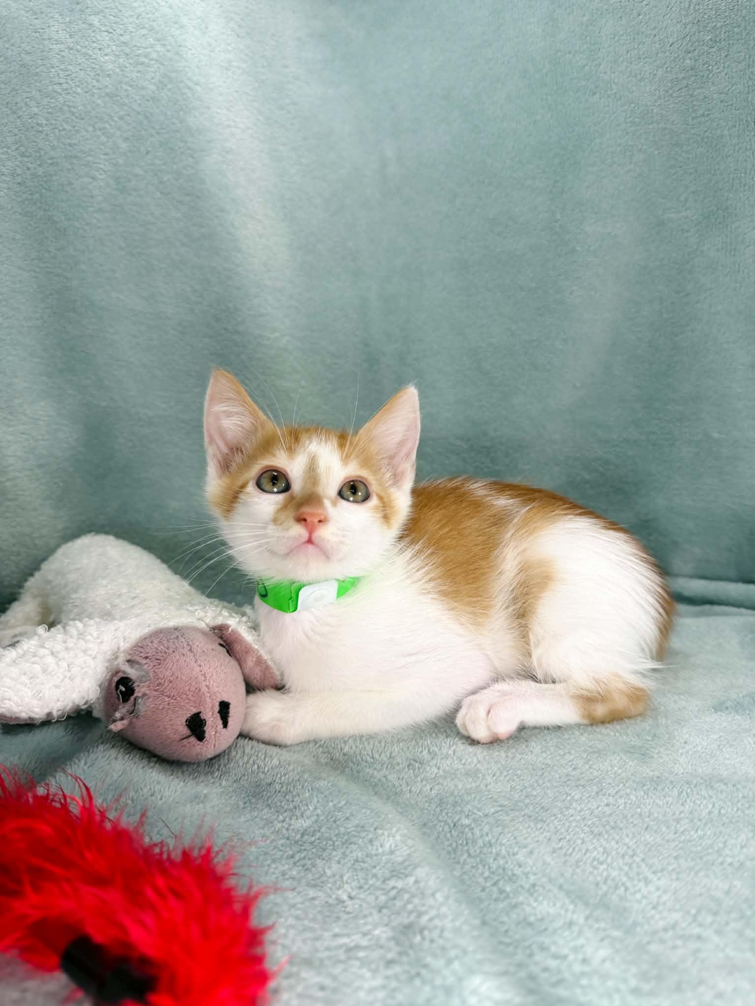 Bruce, a ADOPTABLE Turkish Van in Tavares, FL image 3/3