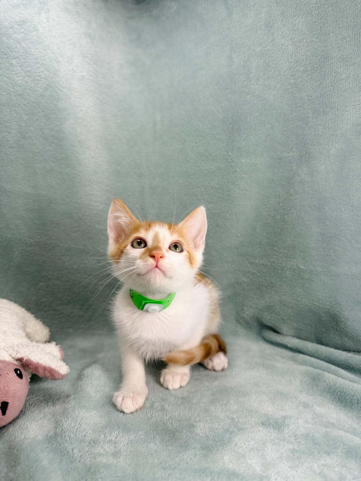 Bruce, a ADOPTABLE Turkish Van in Tavares, FL image 2/3