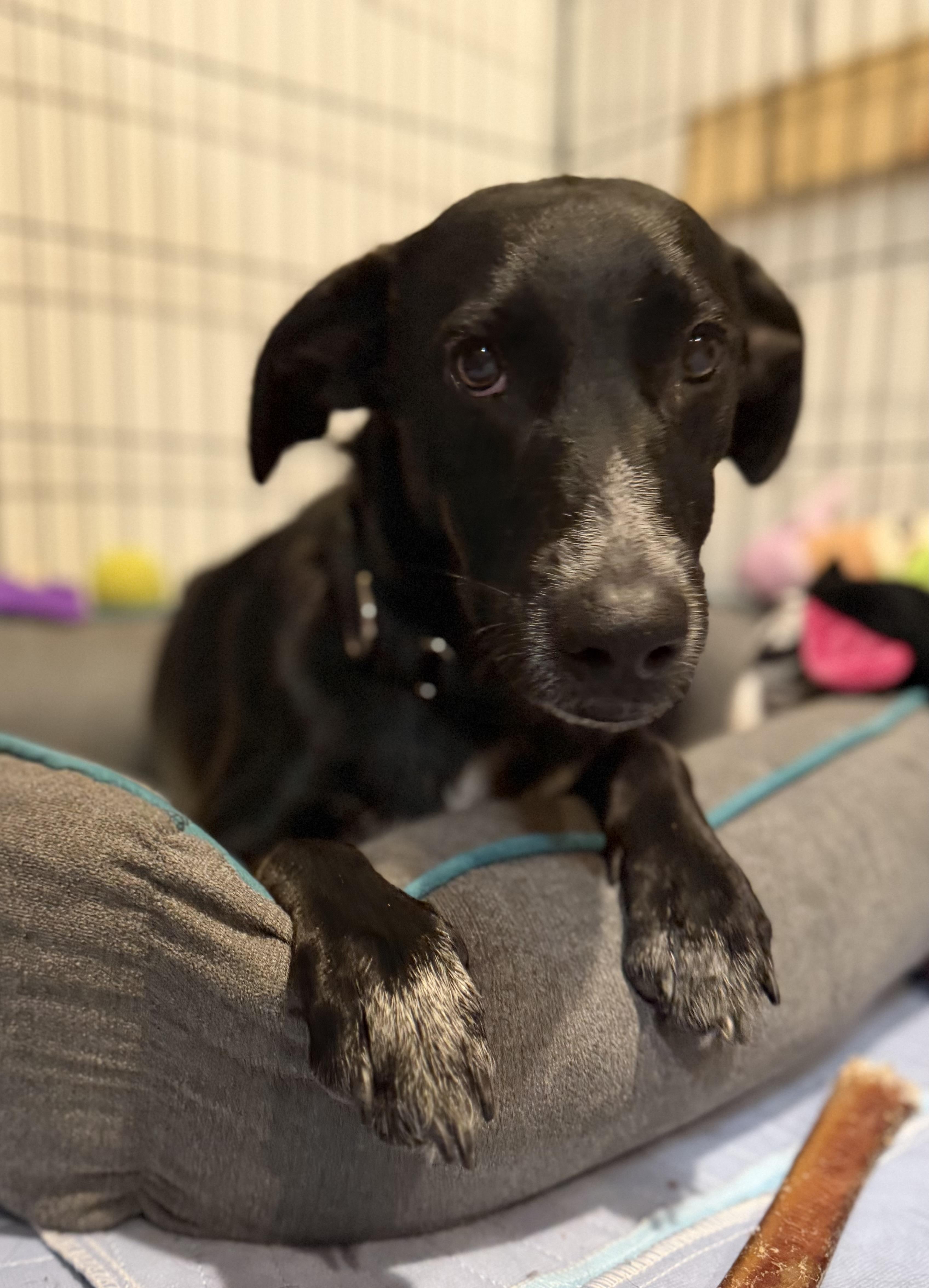 Enlarge Pam, an adopted mixed breed in New York, NY image 3/6