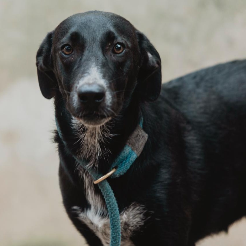 Enlarge Pam, an adopted mixed breed in New York, NY image 1/6