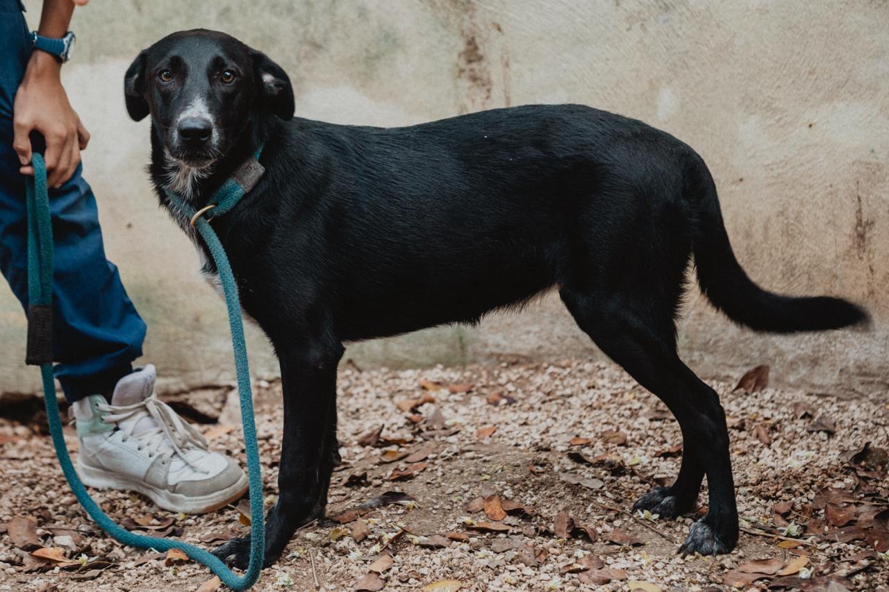 Enlarge Pam, an adopted mixed breed in New York, NY image 5/6