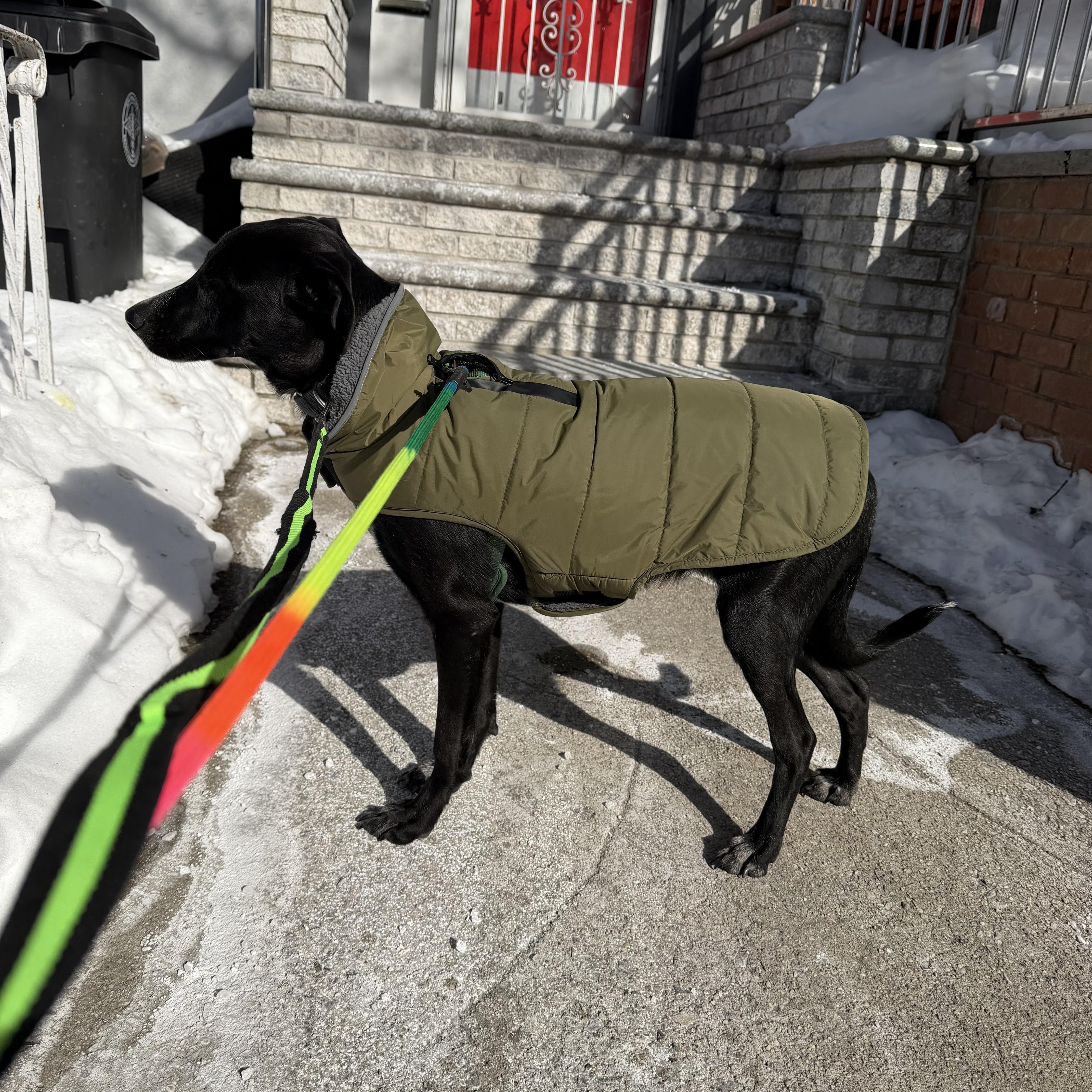 Enlarge Pam, an adopted mixed breed in New York, NY image 6/6