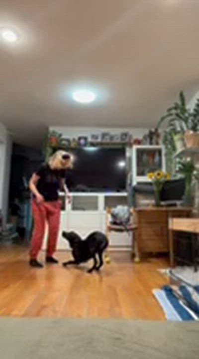 Enlarge Pam, an adopted mixed breed in New York, NY video 4/6