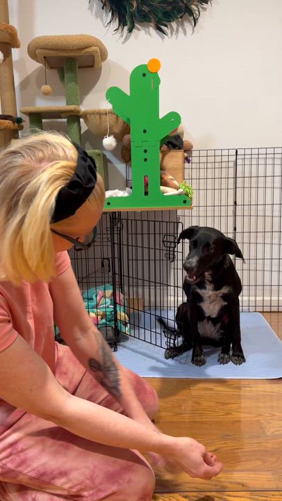 Enlarge Pam, an adopted mixed breed in New York, NY video 2/6