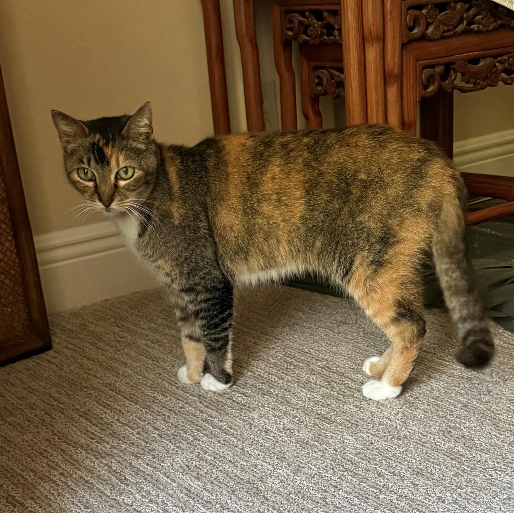 Enlarge Lilly, a Adoptable Domestic Short Hair in DeLand, FL image 1/3