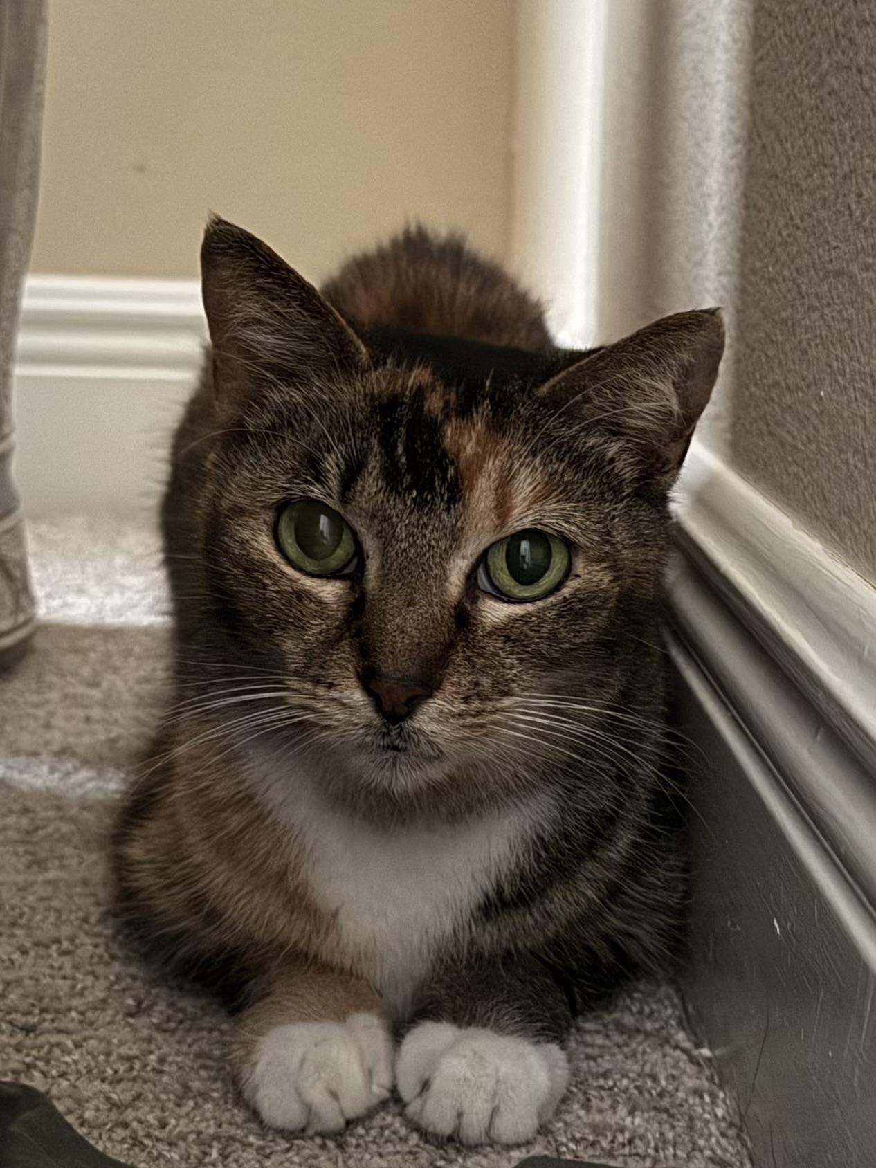 Enlarge Lilly, a Adoptable Domestic Short Hair in DeLand, FL image 2/3