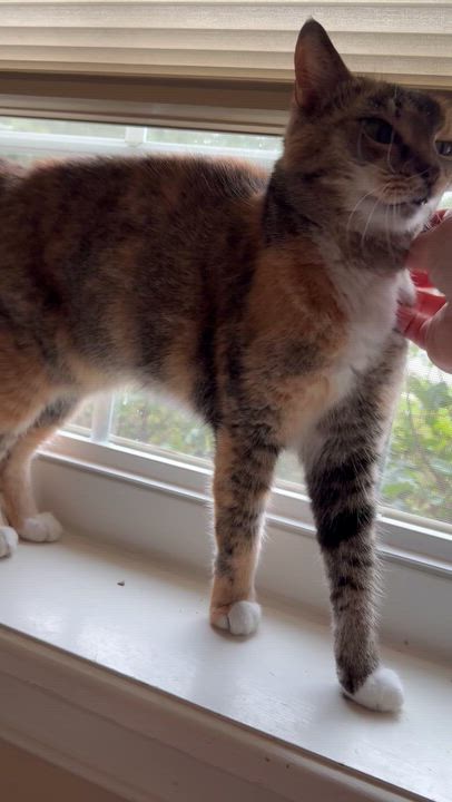 Enlarge Lilly, a Adoptable Domestic Short Hair in DeLand, FL video 3/3
