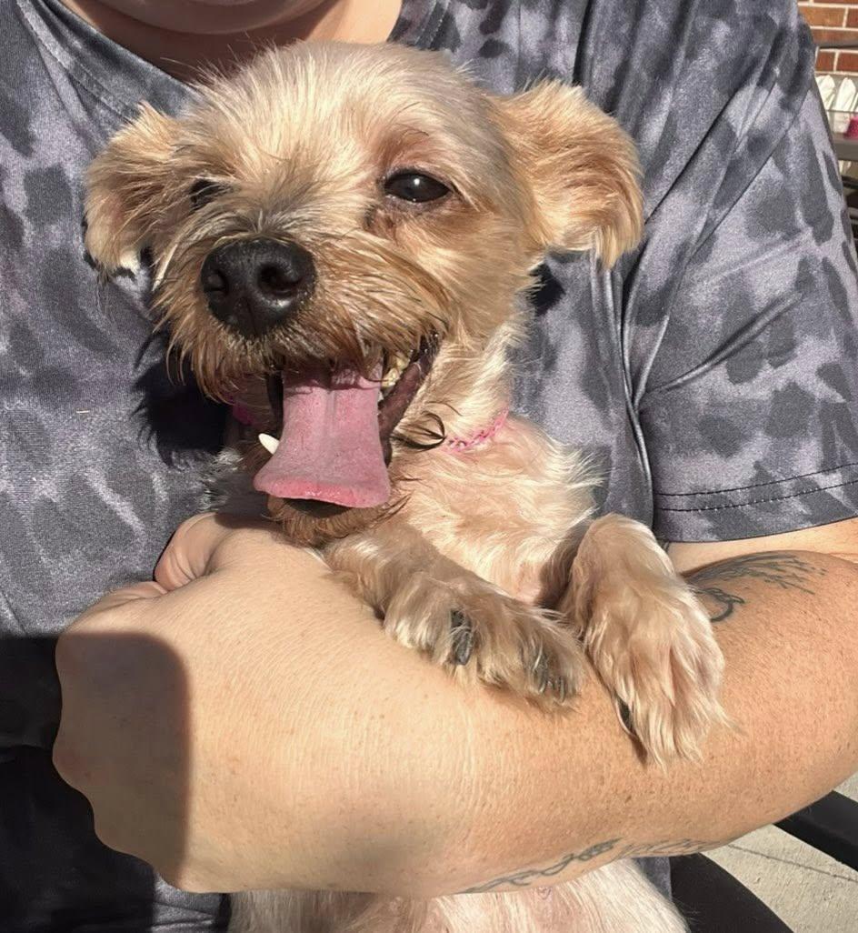 Norah, an adopted Yorkshire Terrier in Yorktown, VA image 2/5
