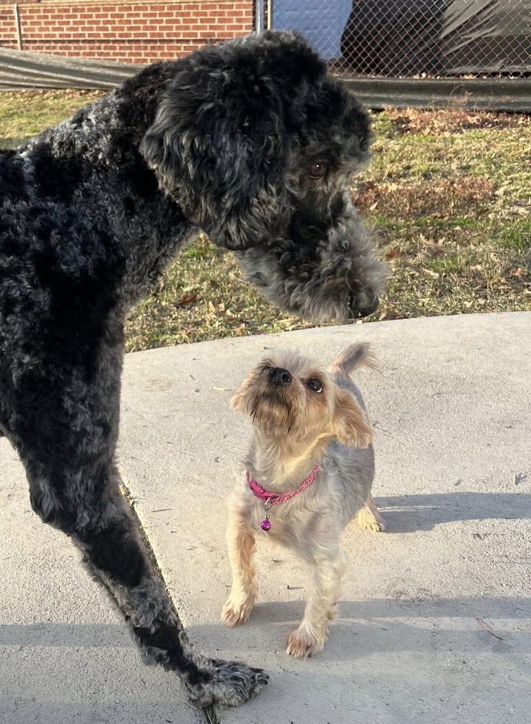 Norah, an adopted Yorkshire Terrier in Yorktown, VA image 3/5