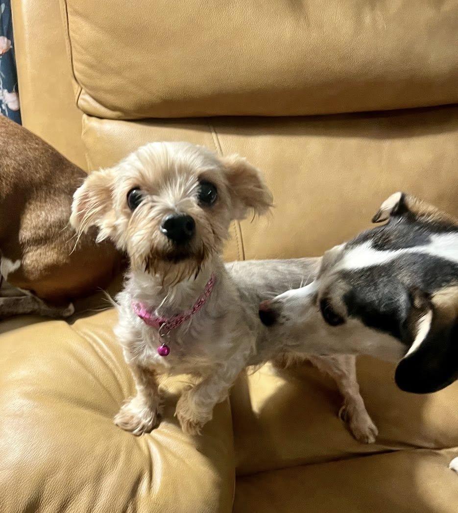 Norah, an adopted Yorkshire Terrier in Yorktown, VA image 4/5