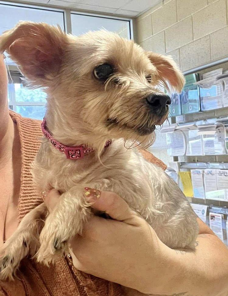 Norah, an adopted Yorkshire Terrier in Yorktown, VA image 5/5