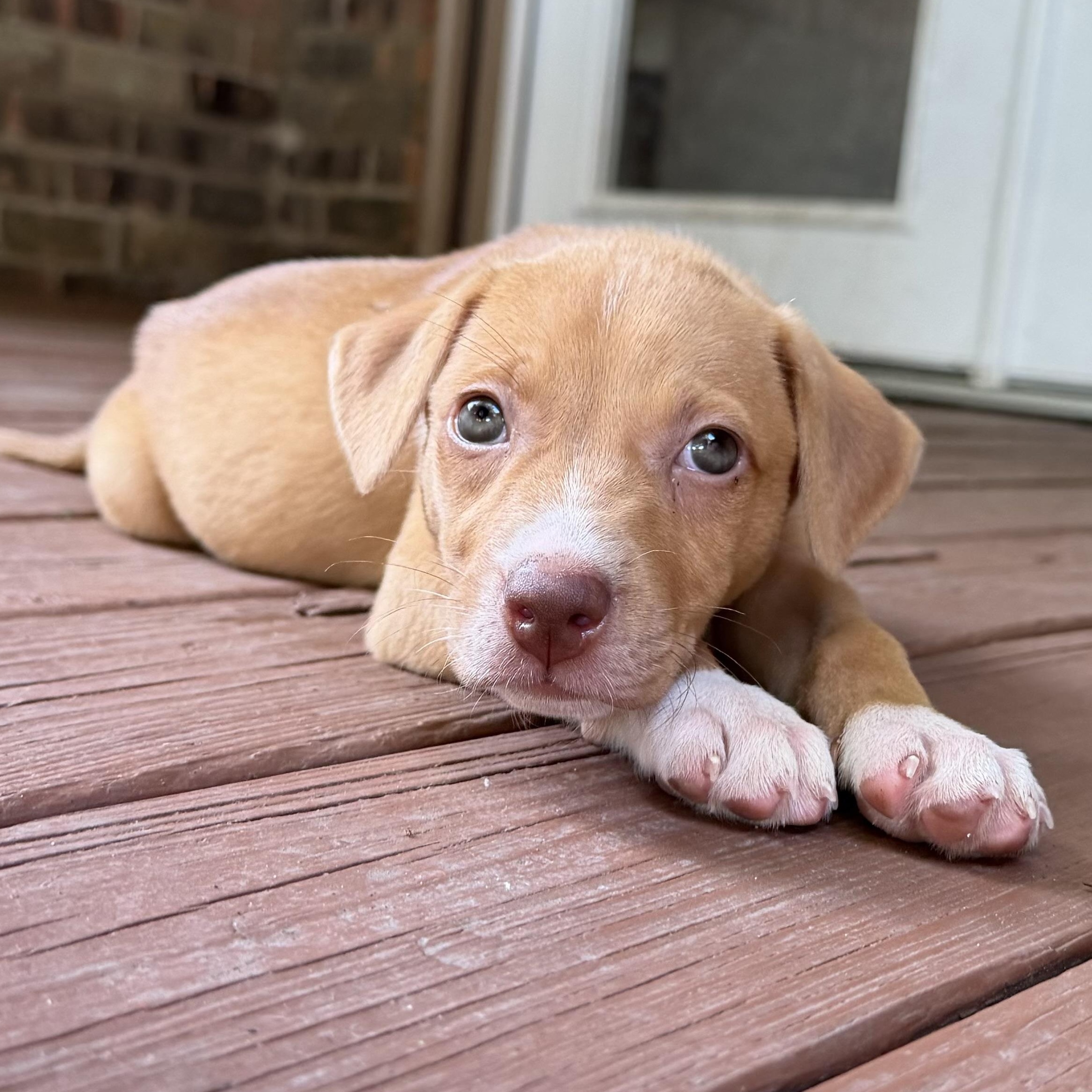 Nala, a Adoptable mixed breed in Portage, WI image 1/6