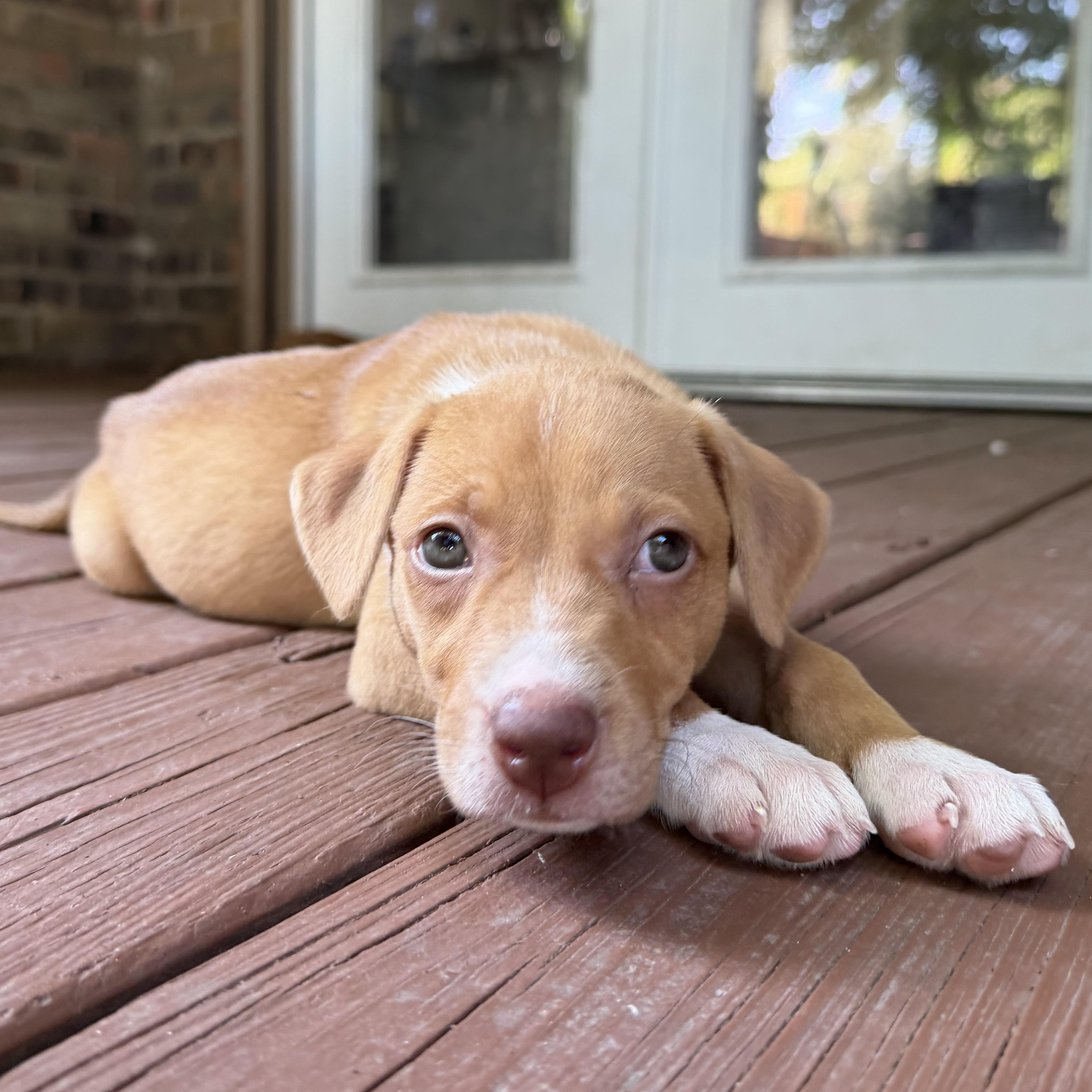 Nala, a Adoptable mixed breed in Portage, WI image 4/6