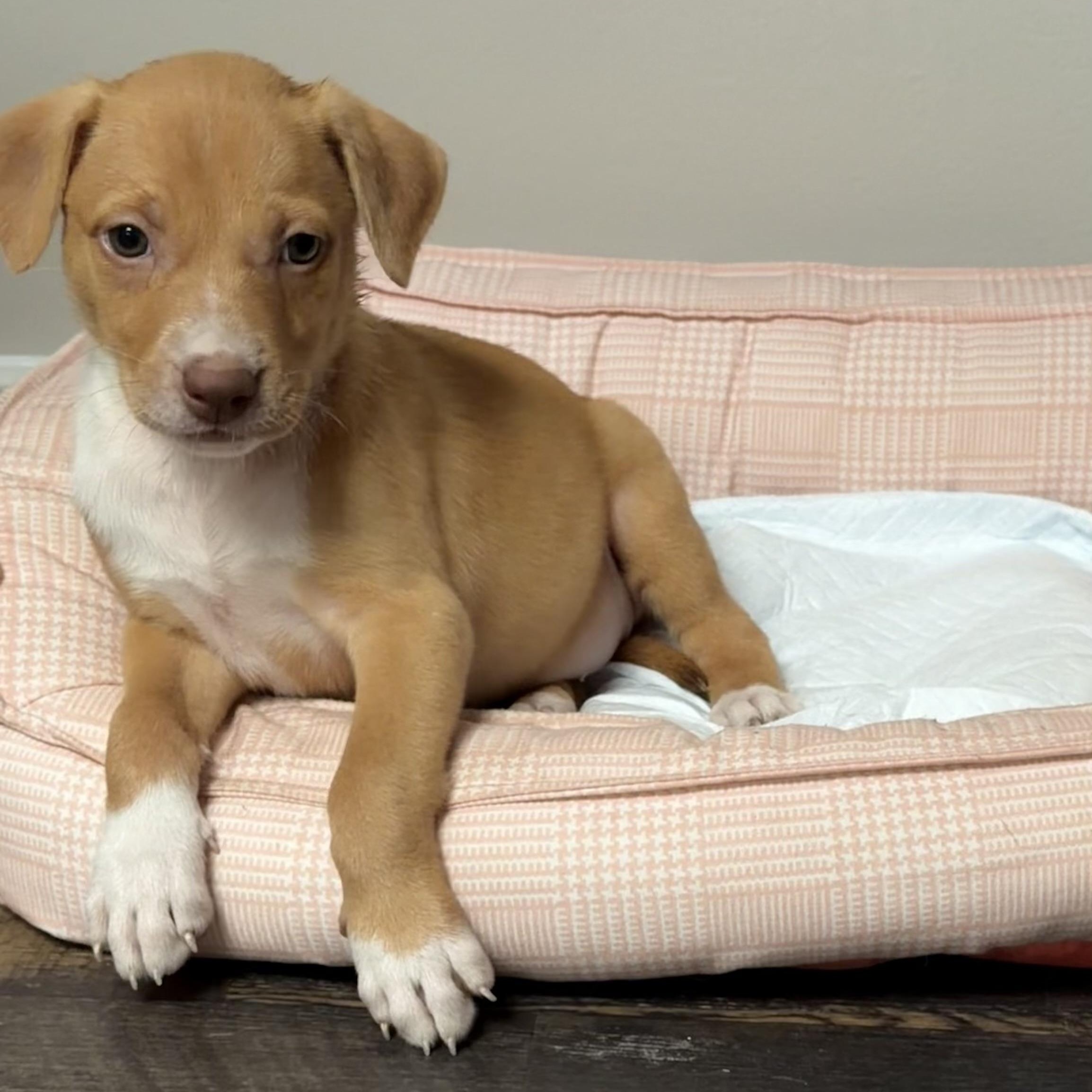 Nala, a Adoptable mixed breed in Portage, WI image 6/6