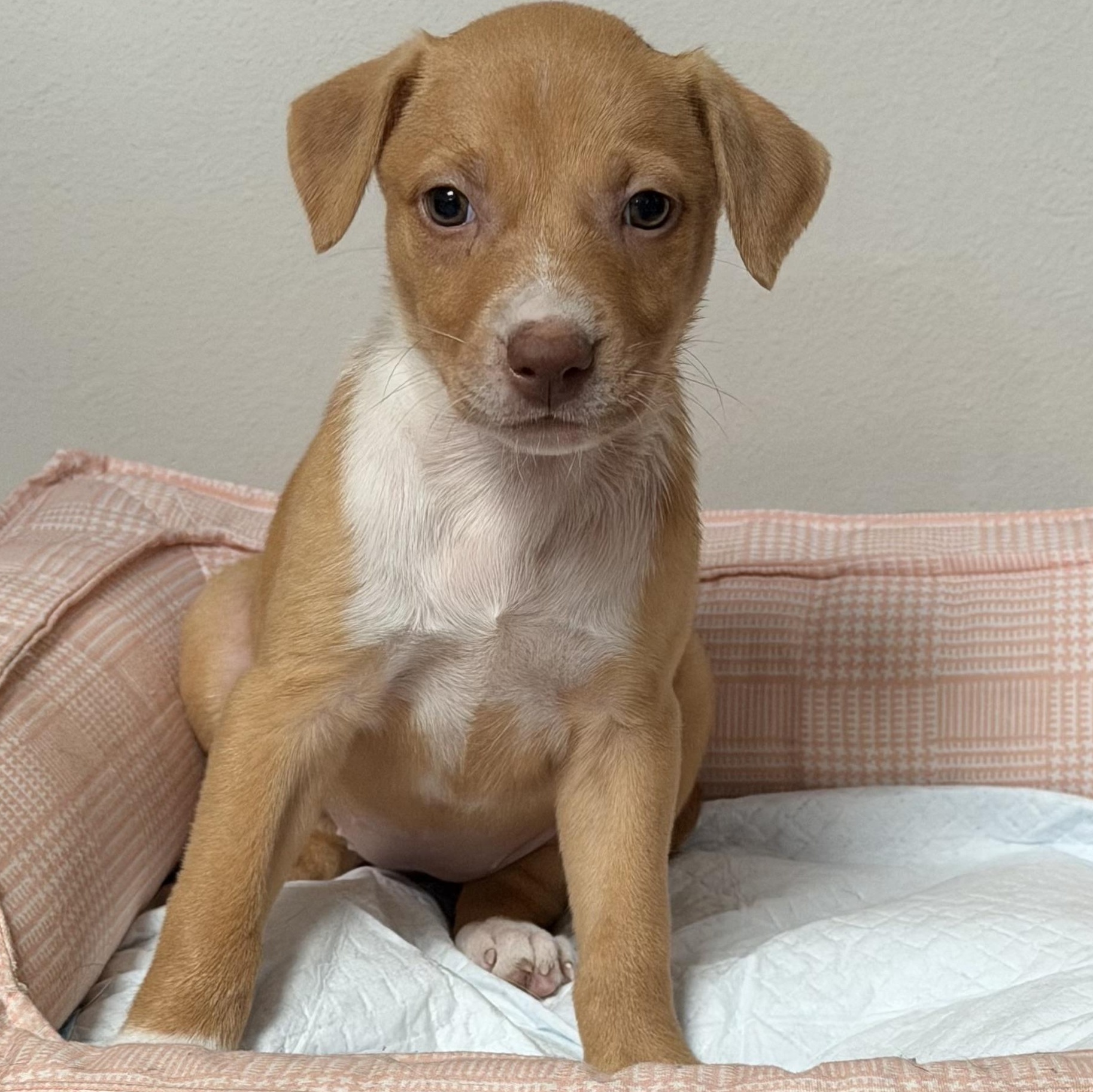 Nala, a Adoptable mixed breed in Portage, WI image 3/6