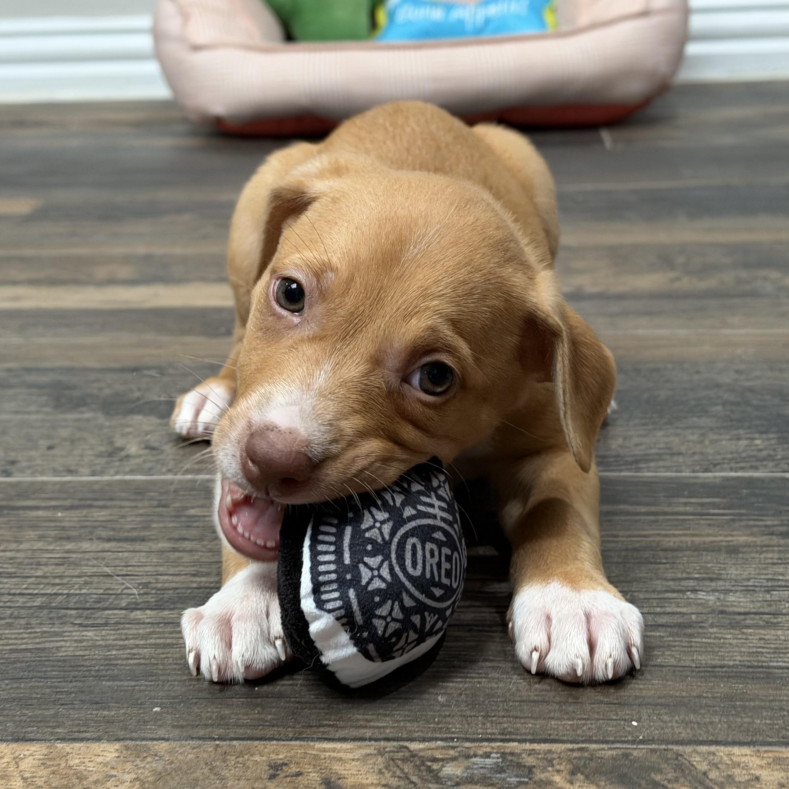 Nala, a Adoptable mixed breed in Portage, WI image 5/6