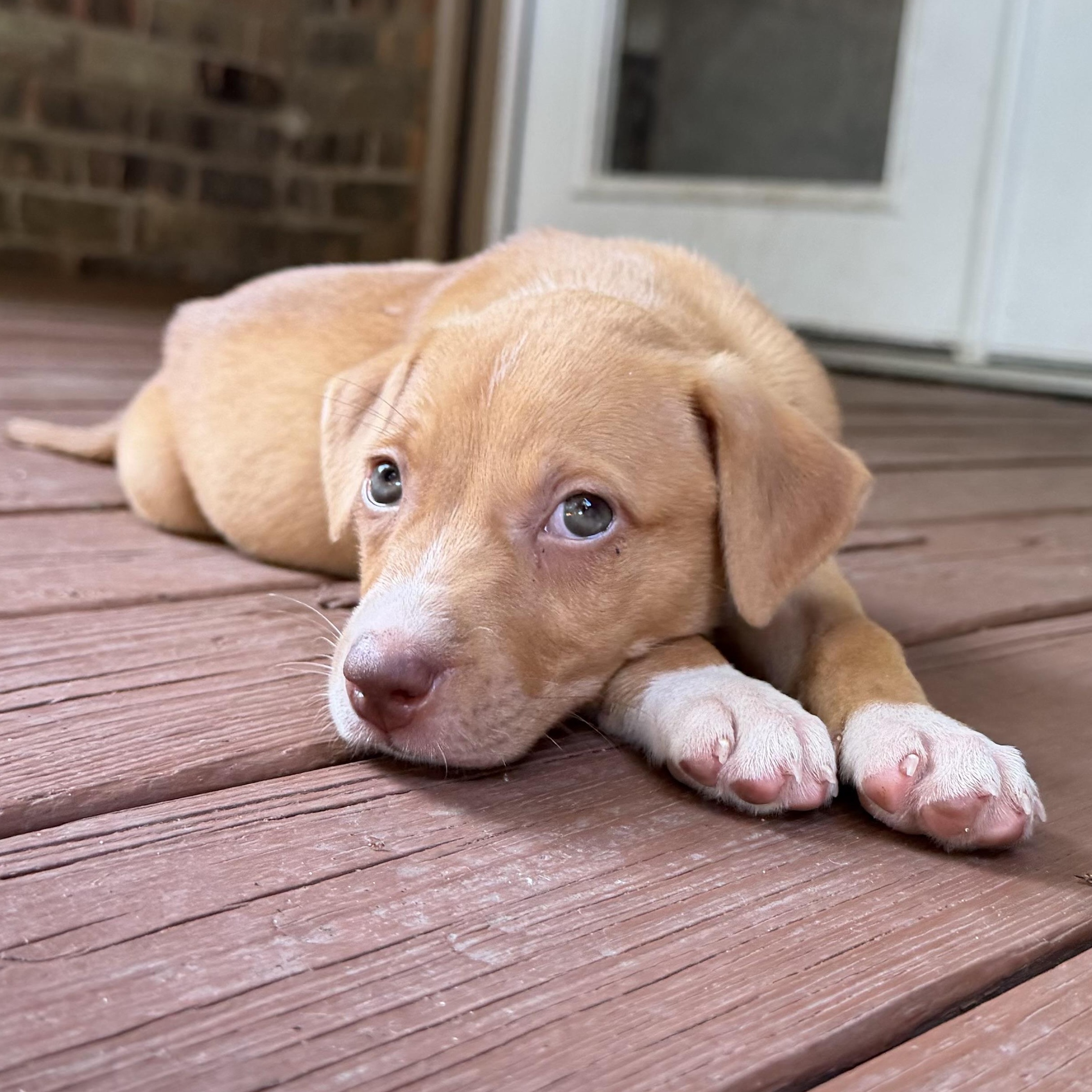 Nala, a Adoptable mixed breed in Portage, WI image 2/6