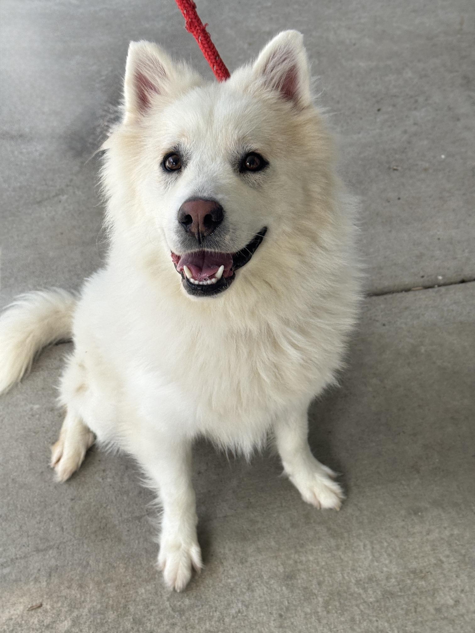Flint, adopted, Adult Male Husky & Mixed Breed.