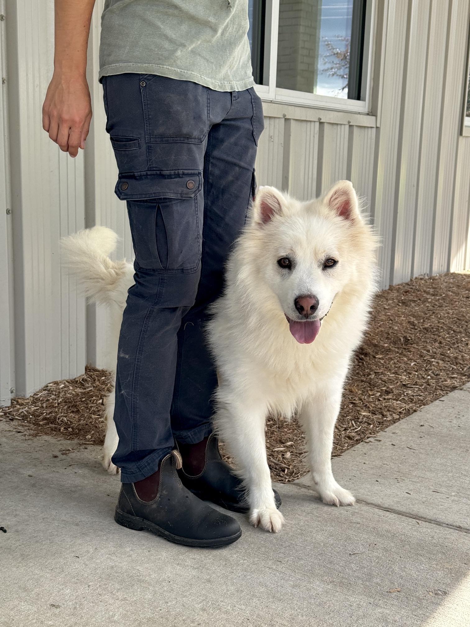Enlarge Flint, an adopted mixed breed in Benton Harbor, MI image 6/6