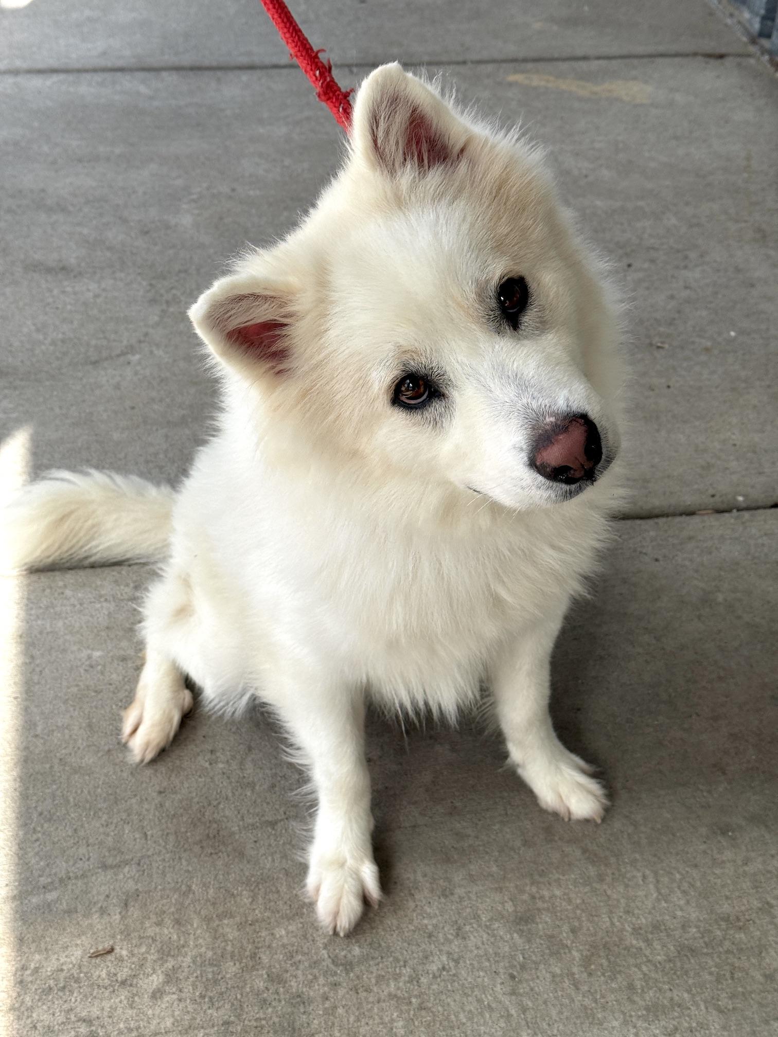 Enlarge Flint, an adopted mixed breed in Benton Harbor, MI image 2/6