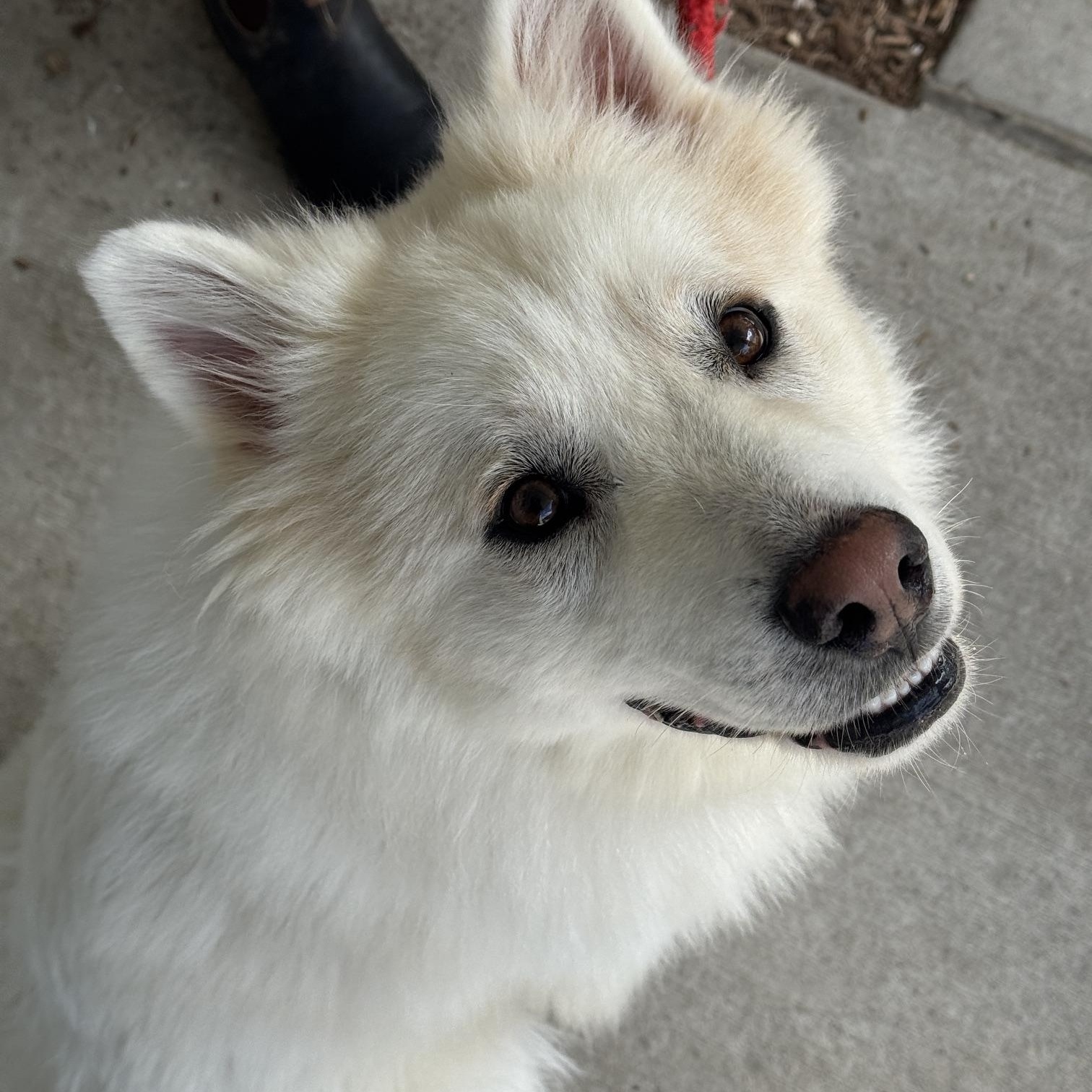 Enlarge Flint, an adopted mixed breed in Benton Harbor, MI image 5/6