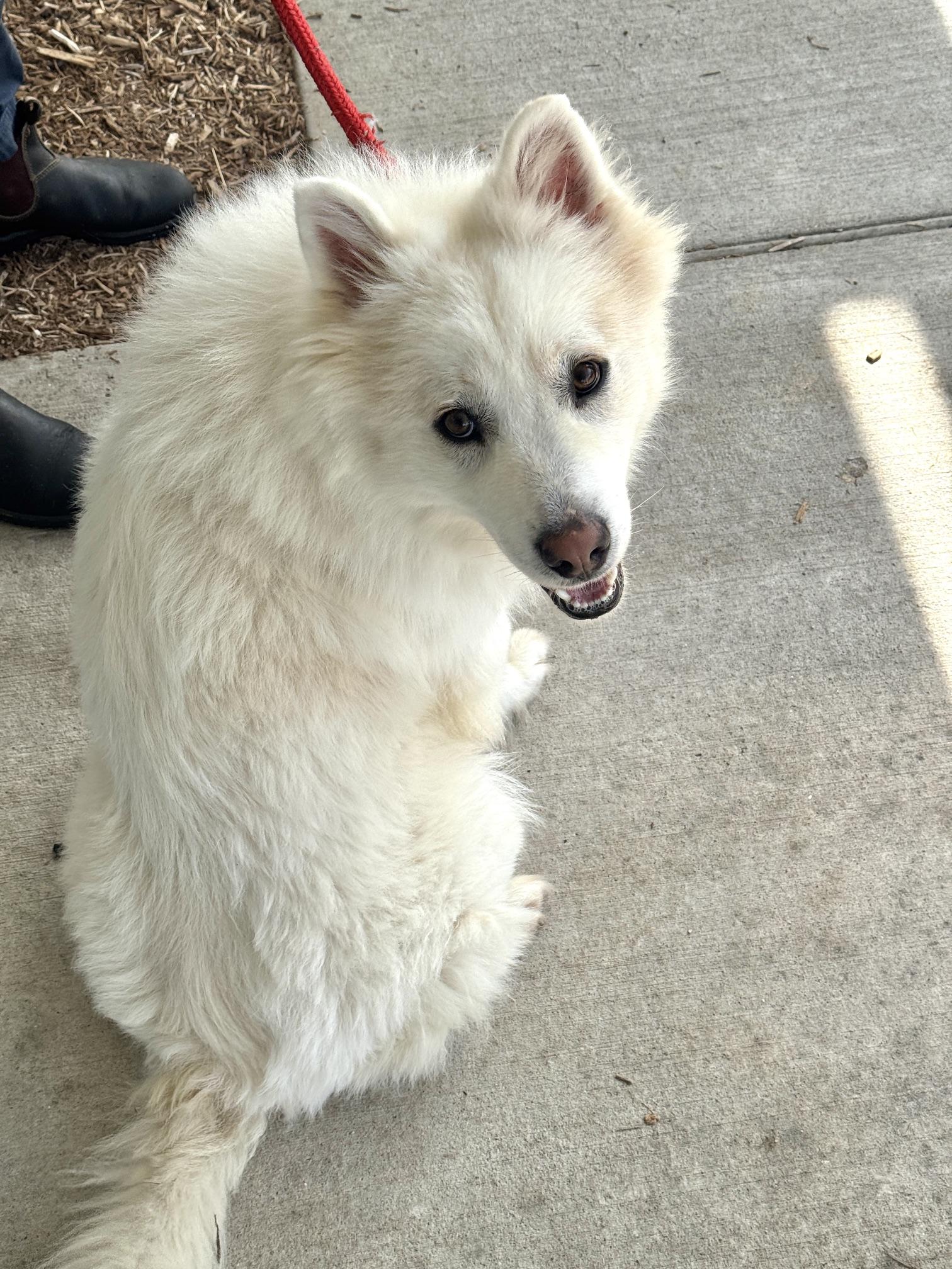 Enlarge Flint, an adopted mixed breed in Benton Harbor, MI image 4/6