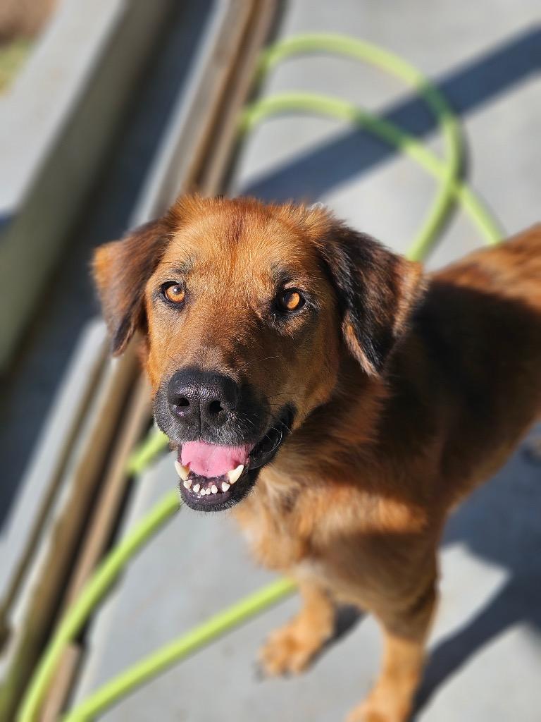 Pam, Adopted, Adult Female Retriever.
