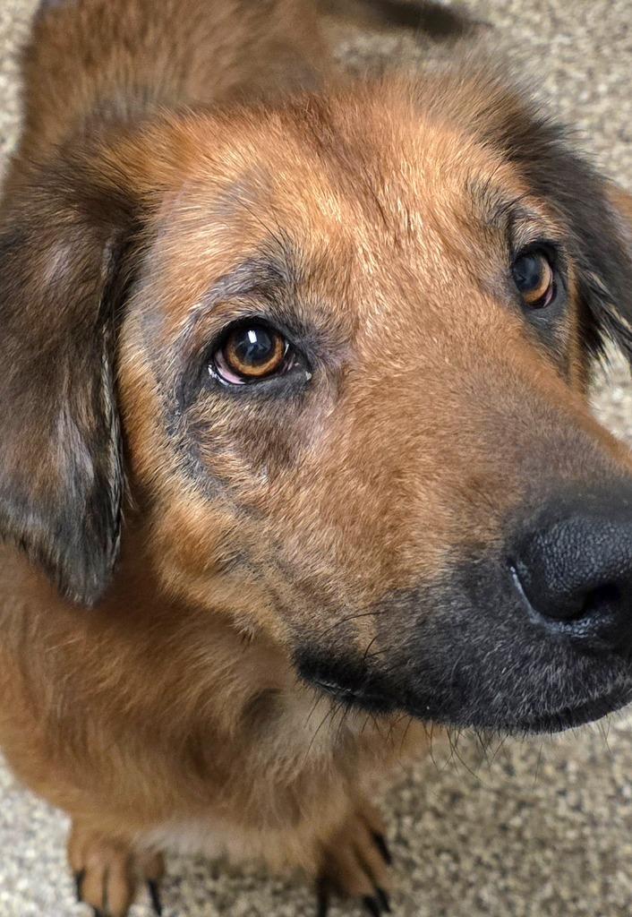Enlarge Pam, a Adopted mixed breed in Pratt, KS image 2/2