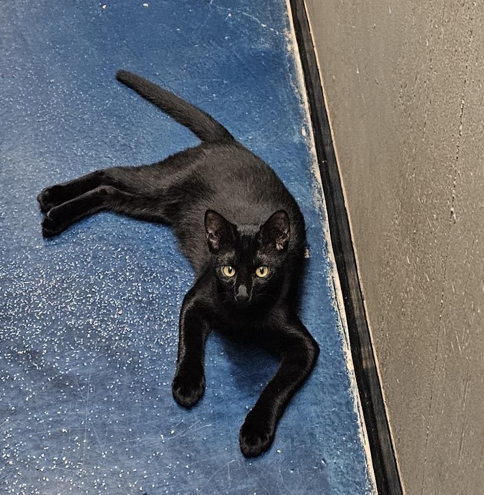 Enlarge Shadow and Spookey, a Adoptable American Shorthair in San Antonio, TX image 3/3
