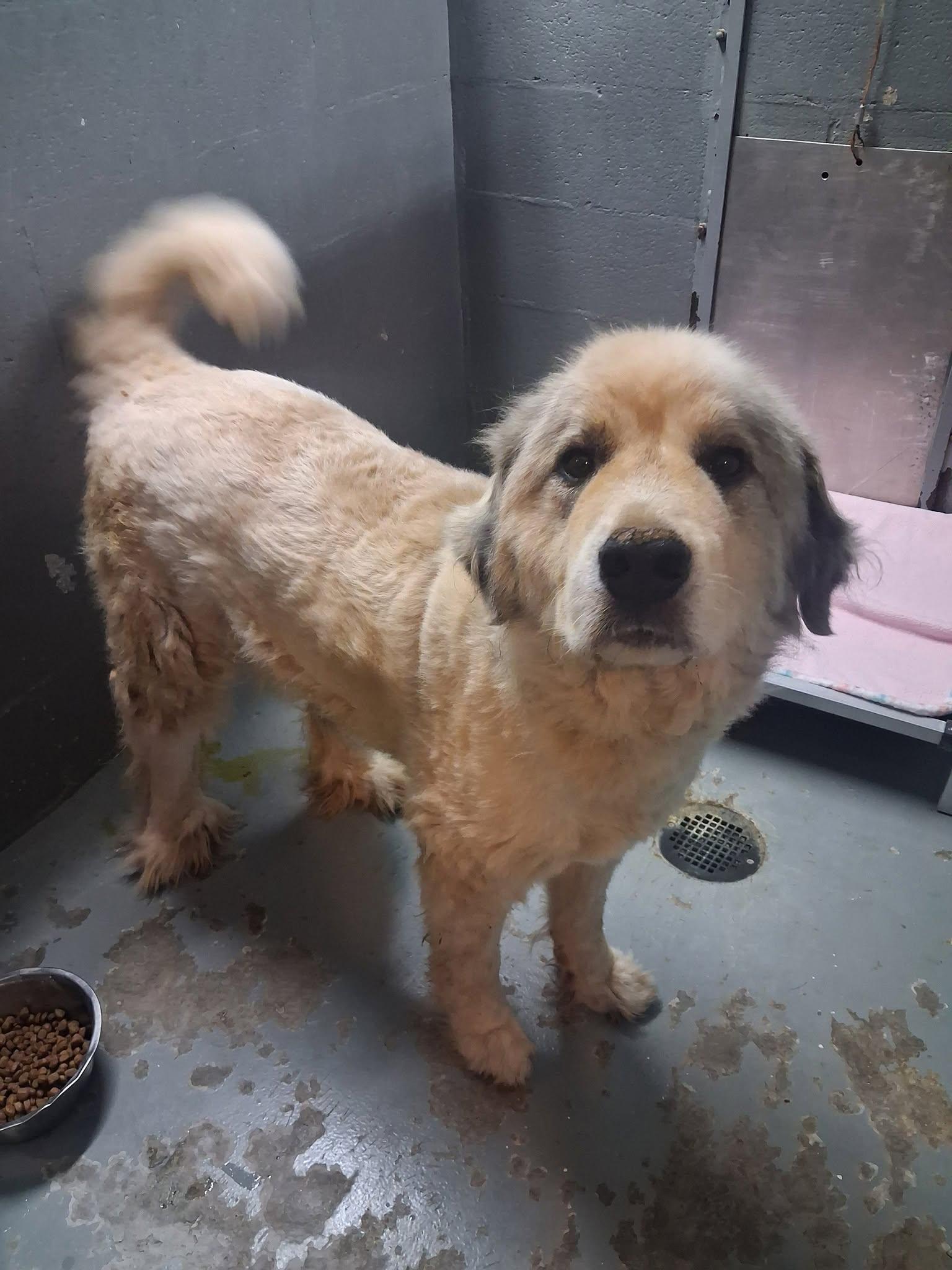 Charlie Brown, ADOPTABLE, Adult Male Great Pyrenees.