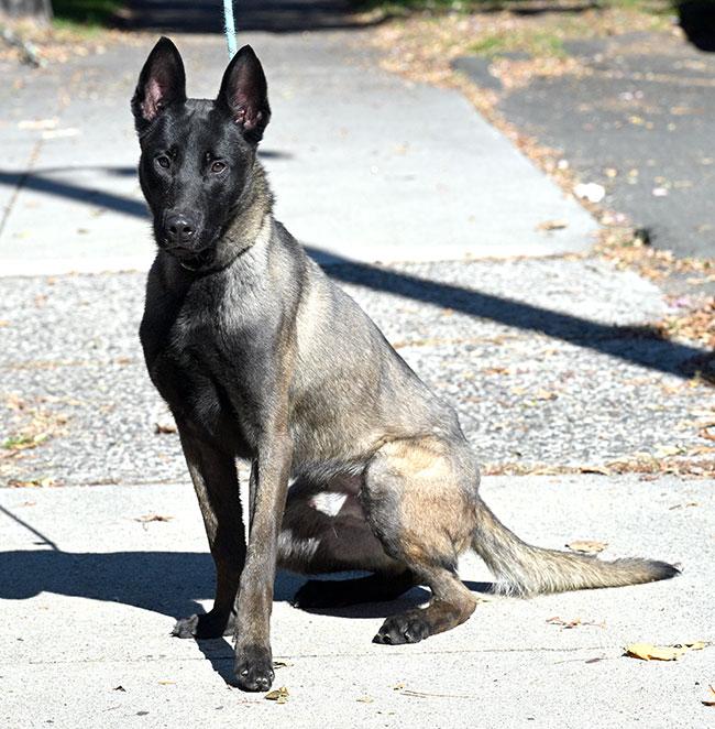 Enlarge #252 Teddy, a Adopted Belgian Shepherd / Malinois in New Haven, CT image 2/3
