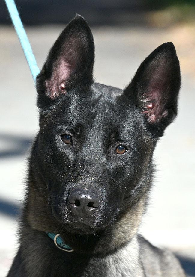 #252 Teddy, Adopted, Young Male Belgian Shepherd / Malinois.