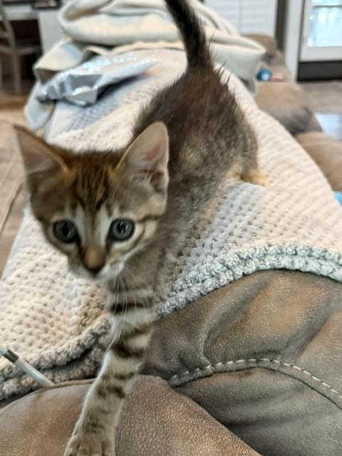 Enlarge Pebbles, a Adoptable Domestic Short Hair in Chattanooga, TN image 1/3