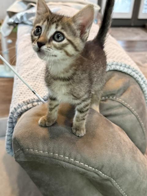 Enlarge Pebbles, a Adoptable Domestic Short Hair in Chattanooga, TN image 2/3