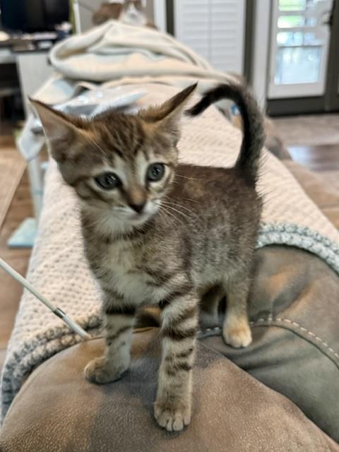 Enlarge Pebbles, a Adoptable Domestic Short Hair in Chattanooga, TN image 3/3