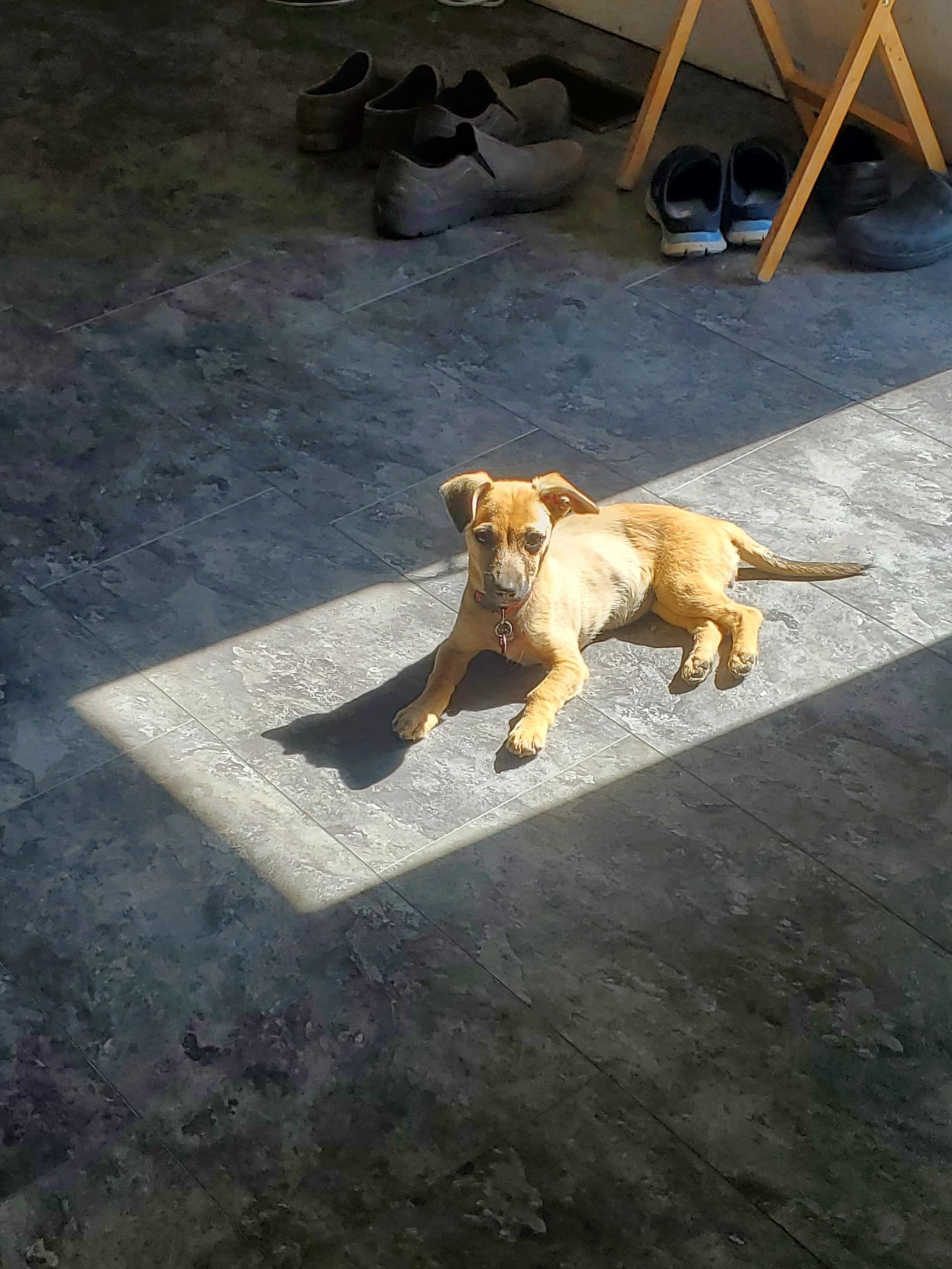 Lentil, Adopted, Puppy Female Chihuahua & Miniature Pinscher.