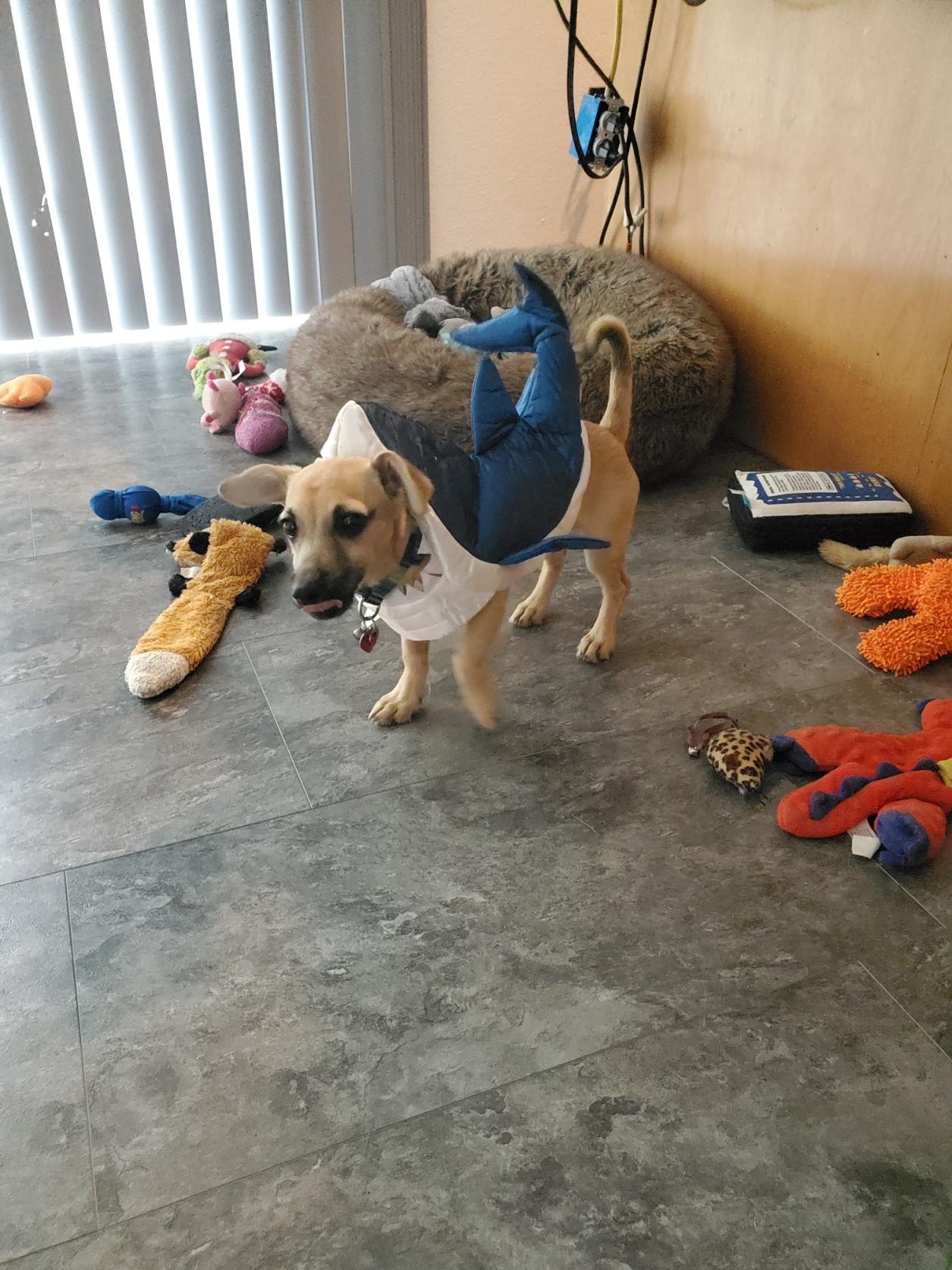 Lentil, Adopted, Puppy Female Chihuahua & Miniature Pinscher.