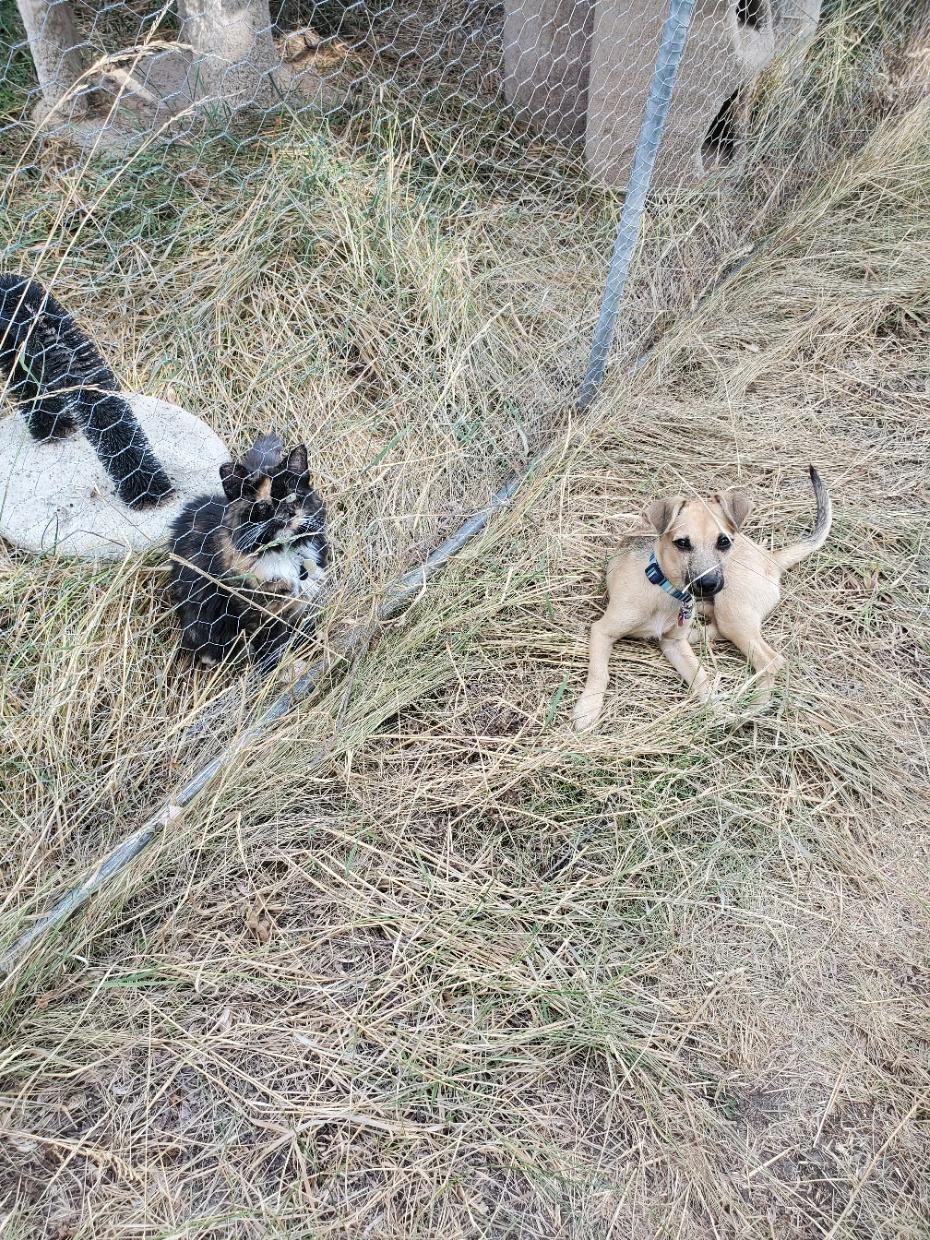 Lentil, a Adopted mixed breed in Chewelah, WA image 3/6