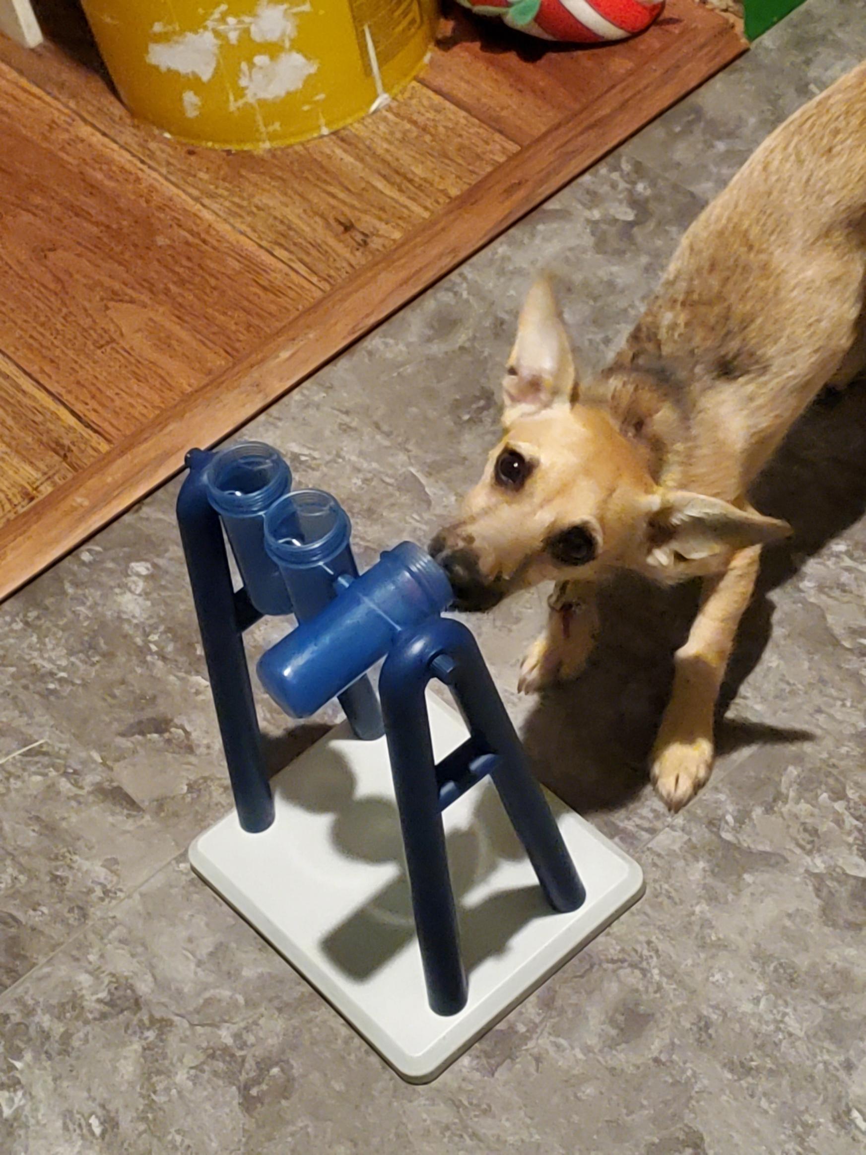 Lentil, a Adopted mixed breed in Chewelah, WA image 4/6