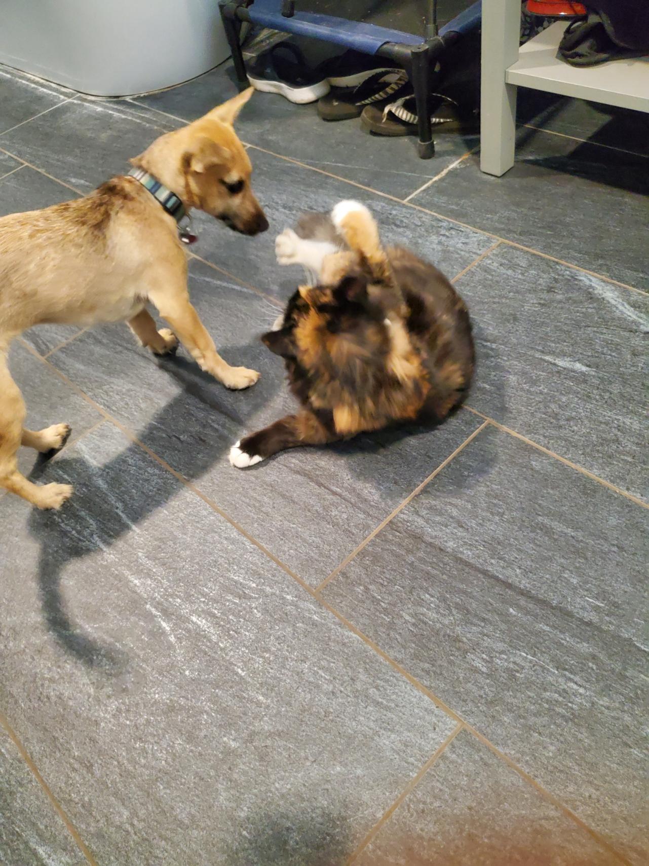 Lentil, a Adopted mixed breed in Chewelah, WA image 5/6