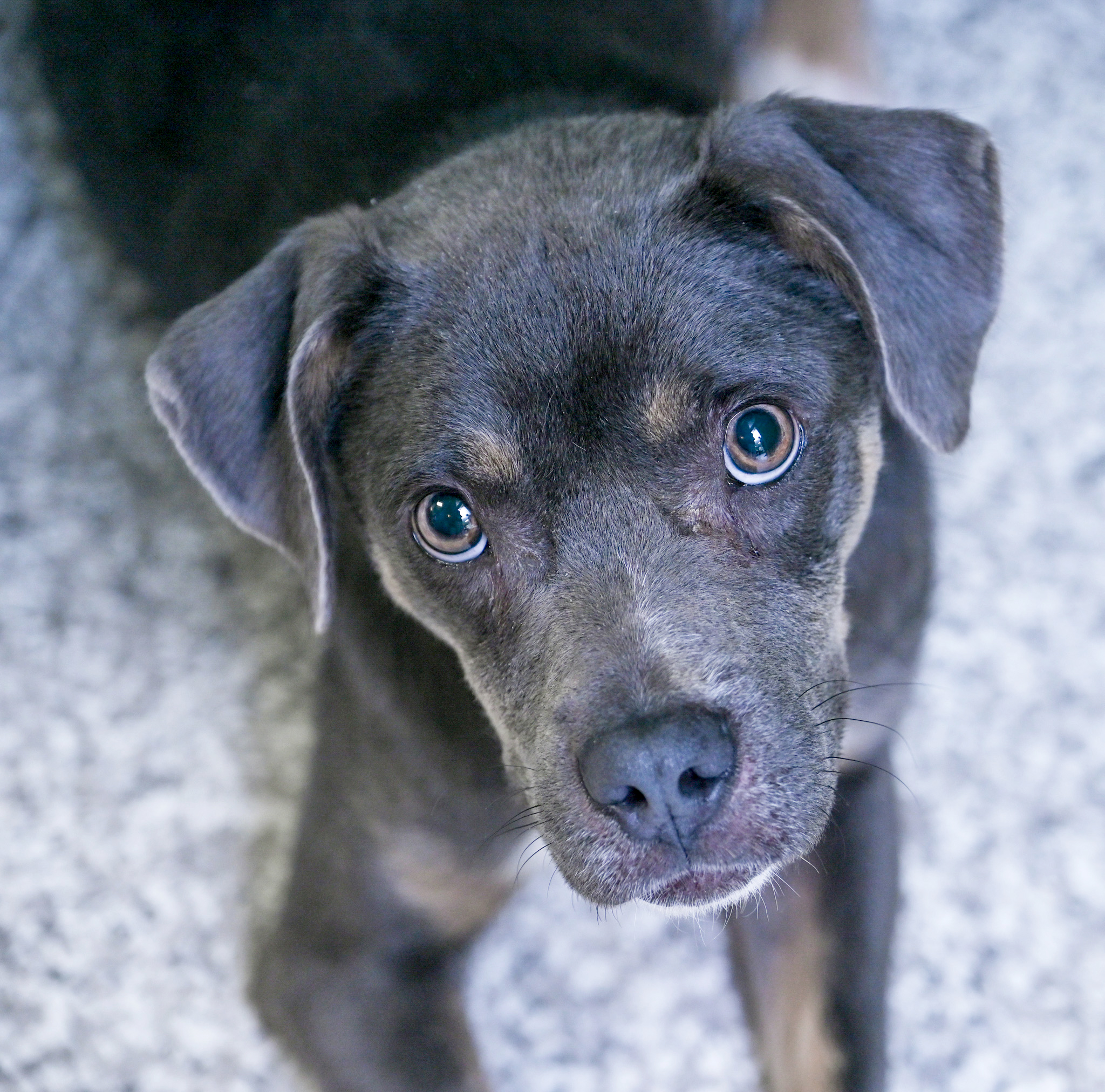Enlarge Zyla, a Adoptable mixed breed in Chattanooga, TN image 6/6