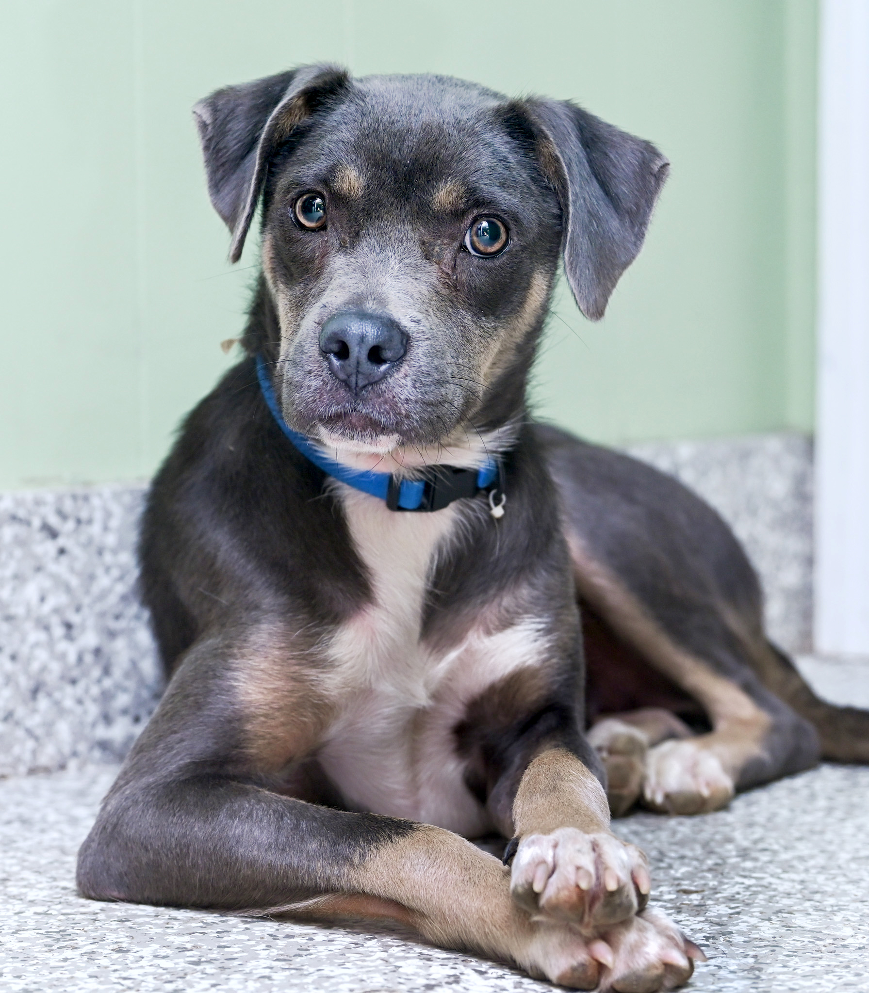 Enlarge Zyla, a Adoptable mixed breed in Chattanooga, TN image 1/6