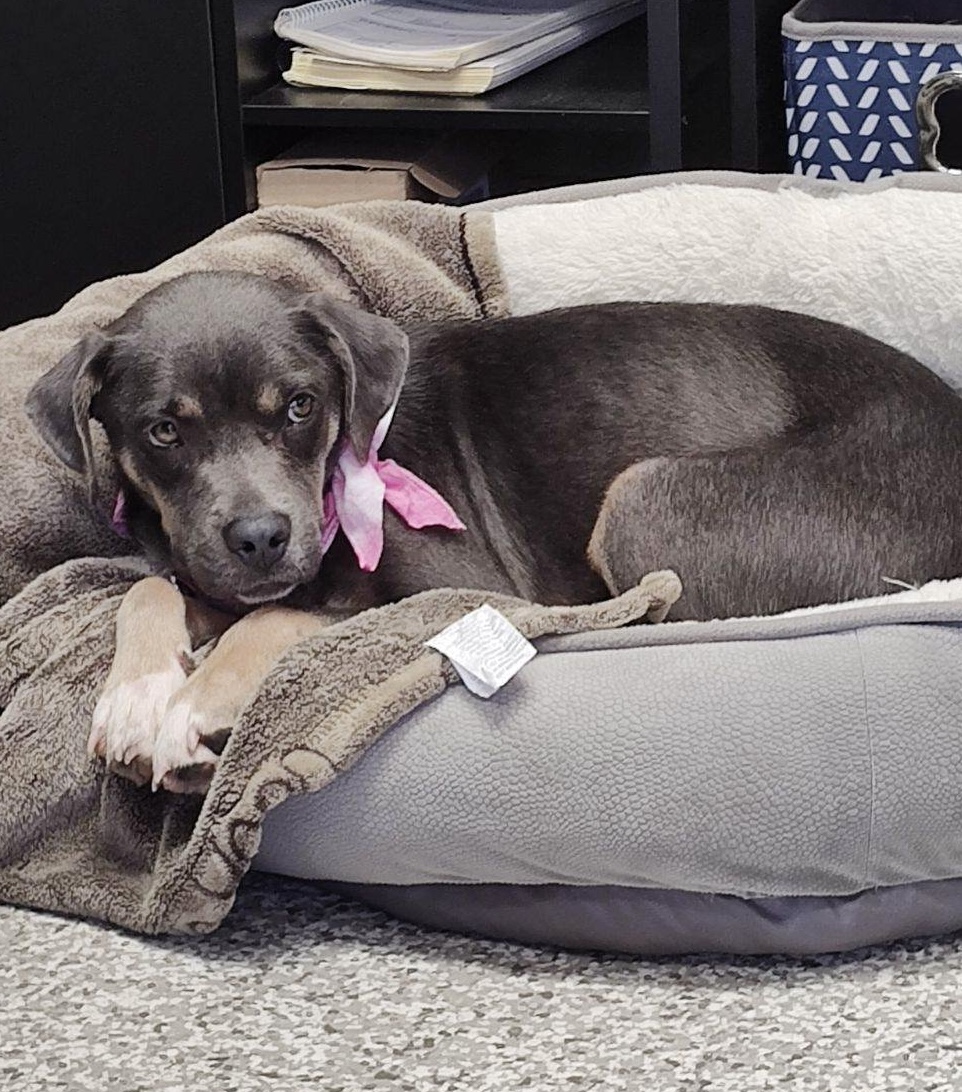 Enlarge Zyla, a Adoptable mixed breed in Chattanooga, TN image 3/6