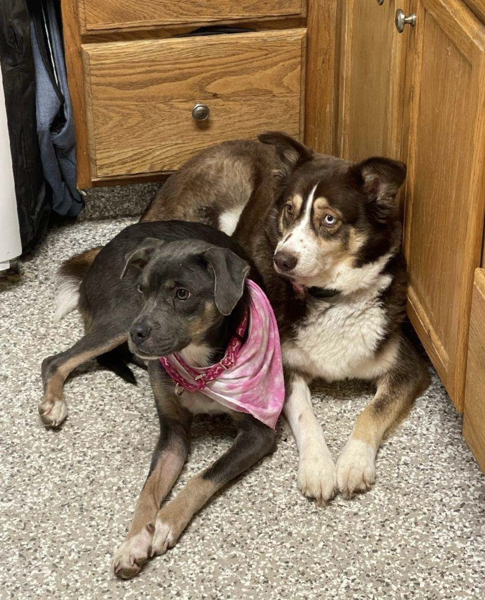 Enlarge Zyla, a Adoptable mixed breed in Chattanooga, TN image 4/6