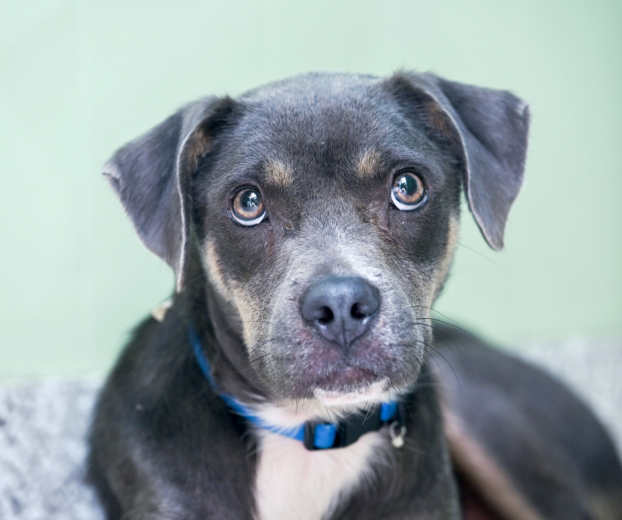 Enlarge Zyla, a Adoptable mixed breed in Chattanooga, TN image 5/6