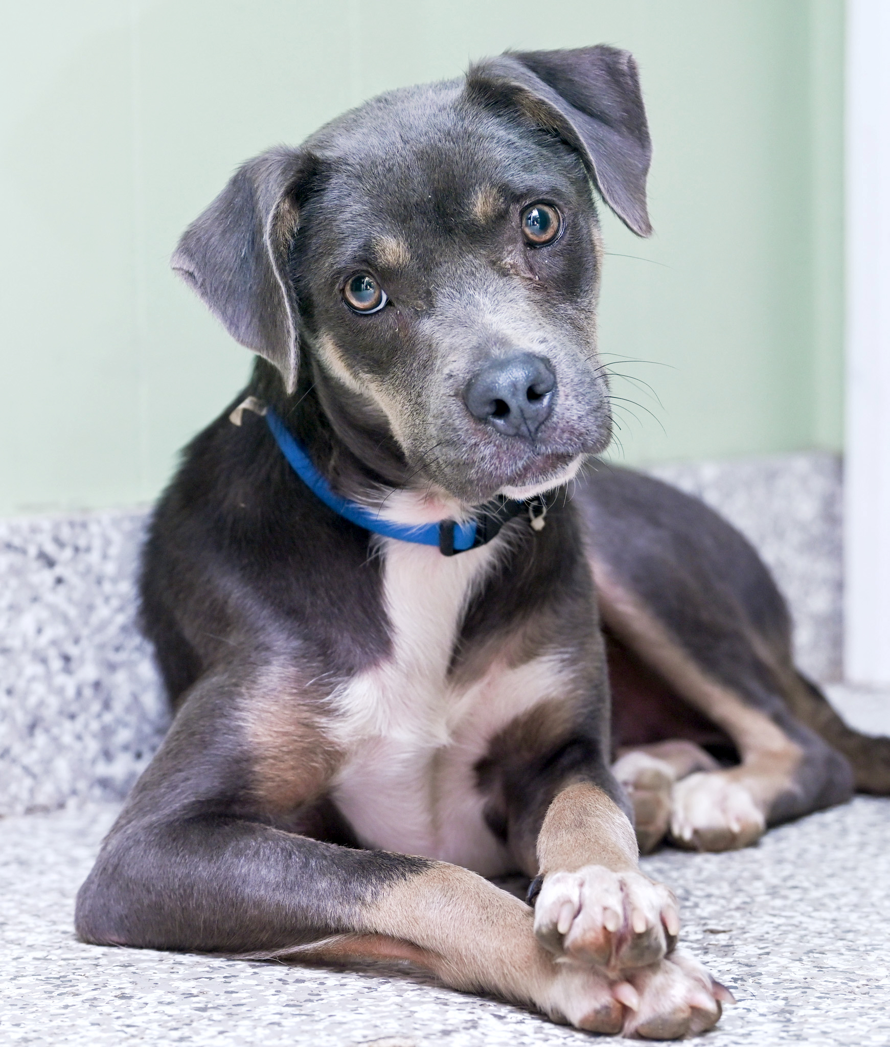 Enlarge Zyla, a Adoptable mixed breed in Chattanooga, TN image 2/6
