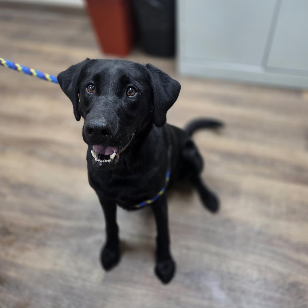 Die Hard, Adoptable, Adult Male Black Labrador Retriever.
